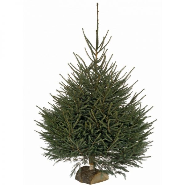 Sapin de Nöel épicea